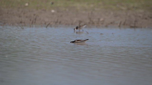 Wilson's Phalarope - ML637765662