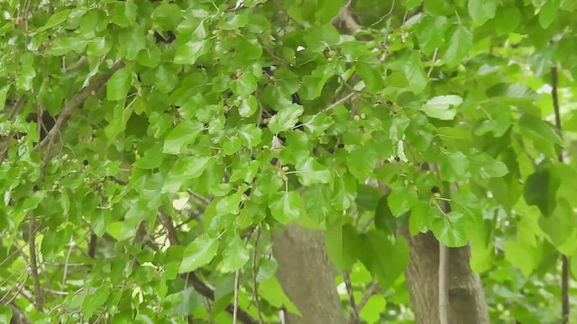 Хохлатая желна - ML637765672