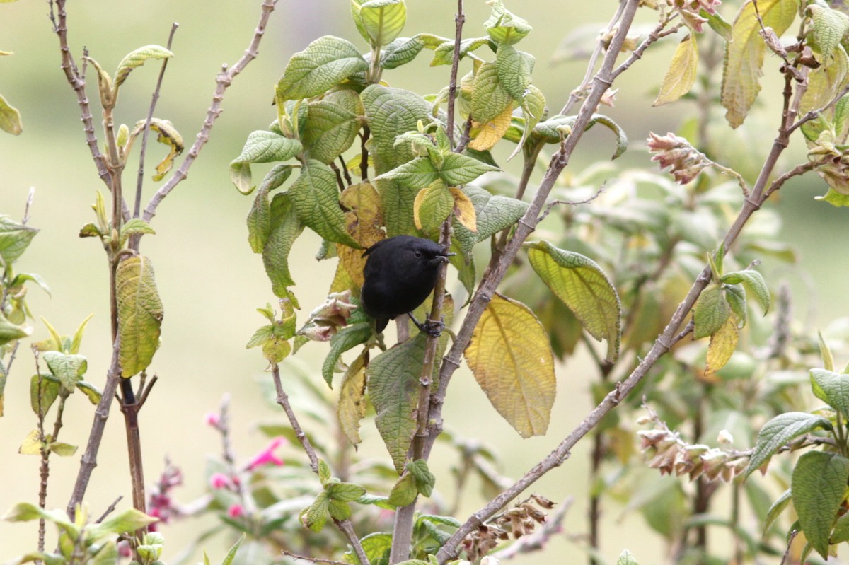 Black Flowerpiercer - ML637765685
