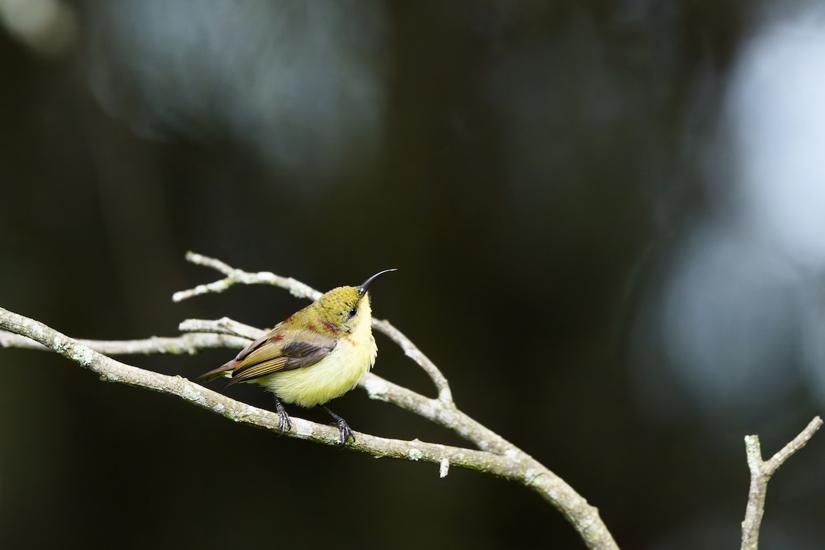 Däumlingsnektarvogel - ML637765692