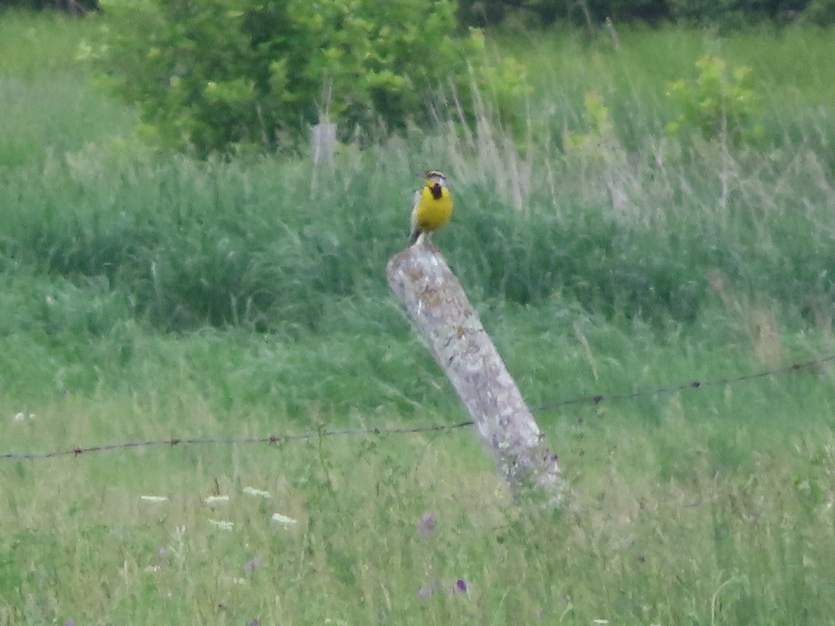 Eastern Meadowlark - ML637765725