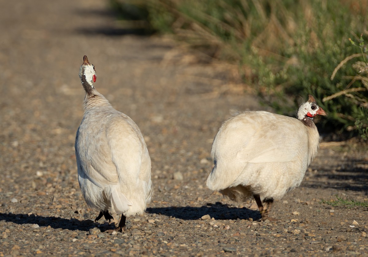 Helmeted Guineafowl (Domestic type) - ML637765750