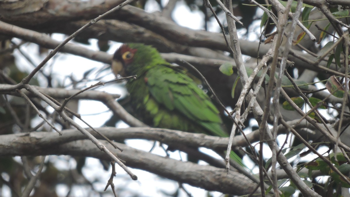 Cordilleran Parakeet - ML637765765