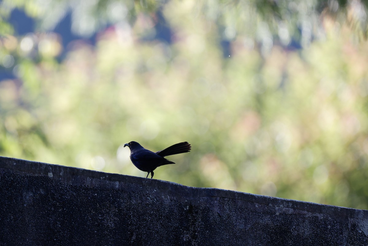 Taiwan Whistling-Thrush - ML637765773