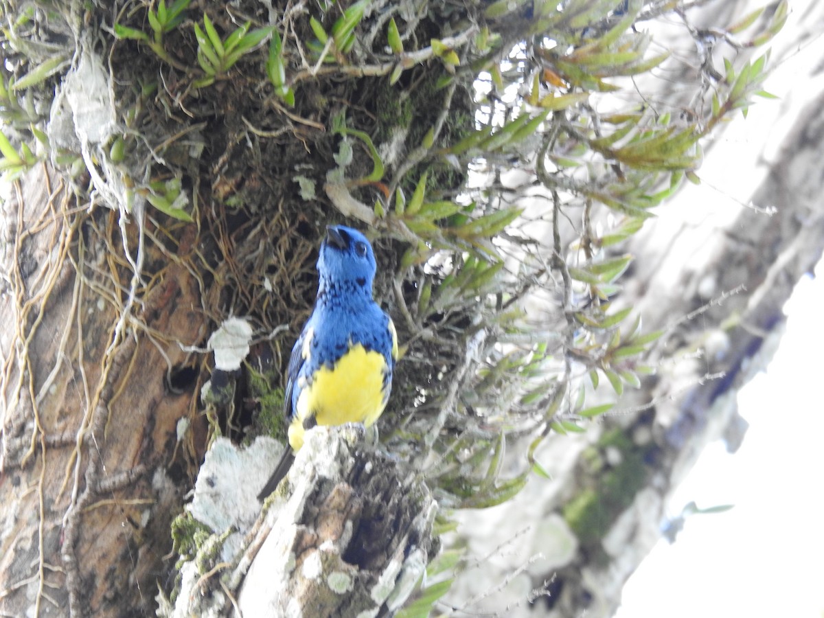 Turquoise Tanager - ML637765795
