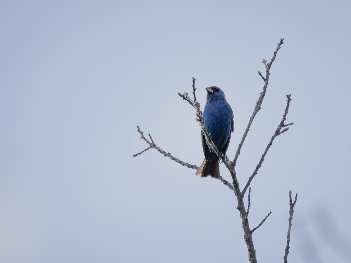 Indigo Bunting - ML637765820