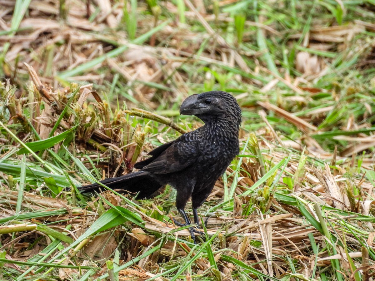 Smooth-billed Ani - ML637765852