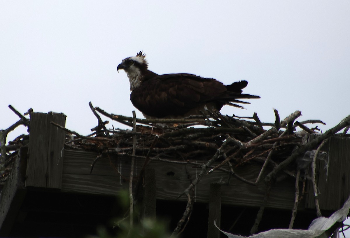 Osprey - ML637765884