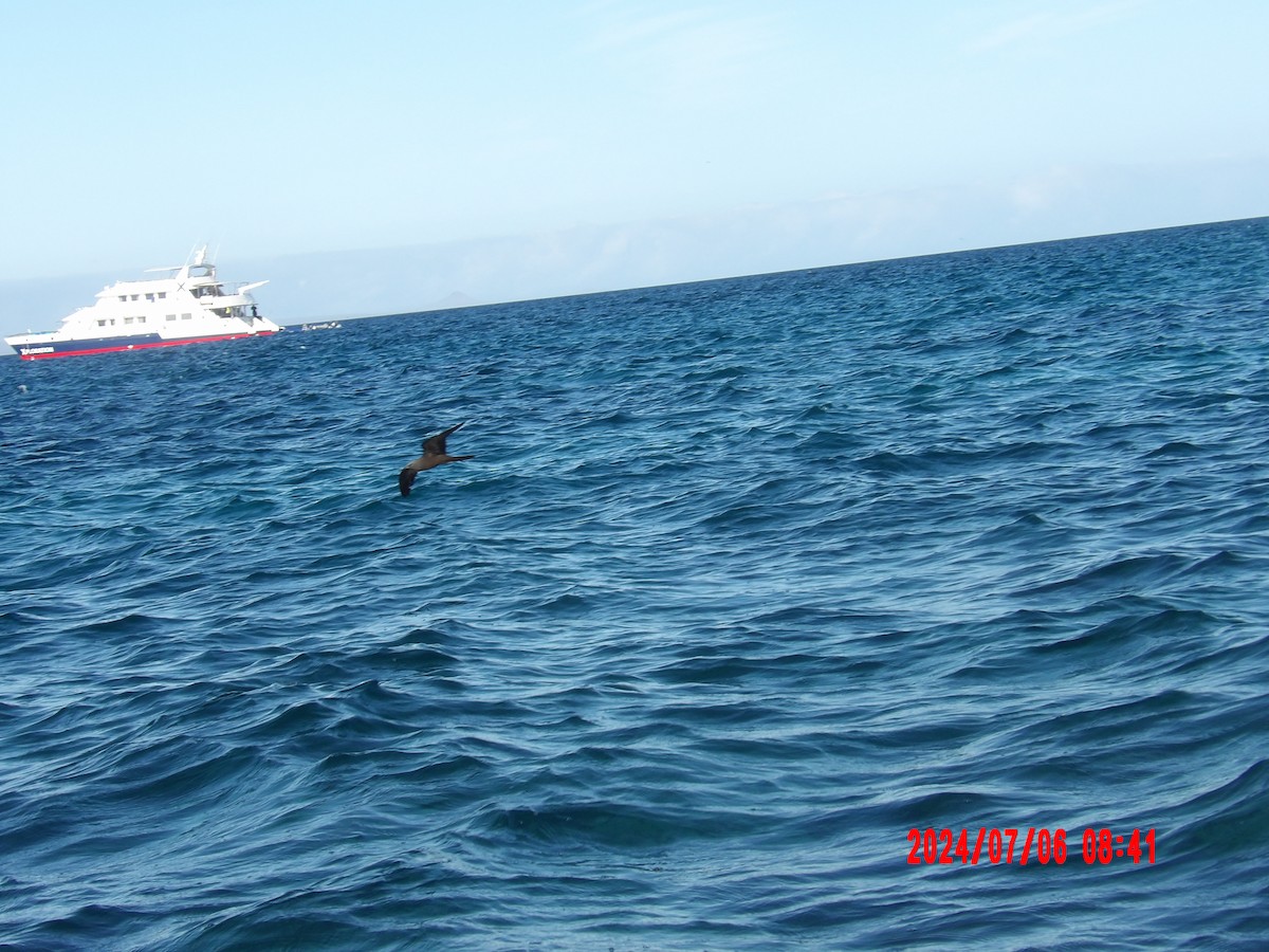Brown Noddy - ML637765892