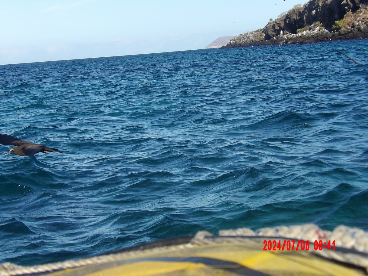 Brown Noddy - ML637765893