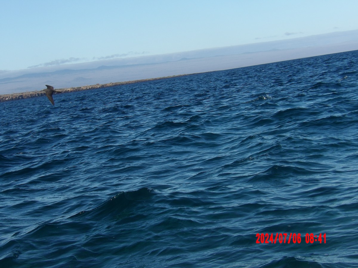 Brown Noddy - ML637765894