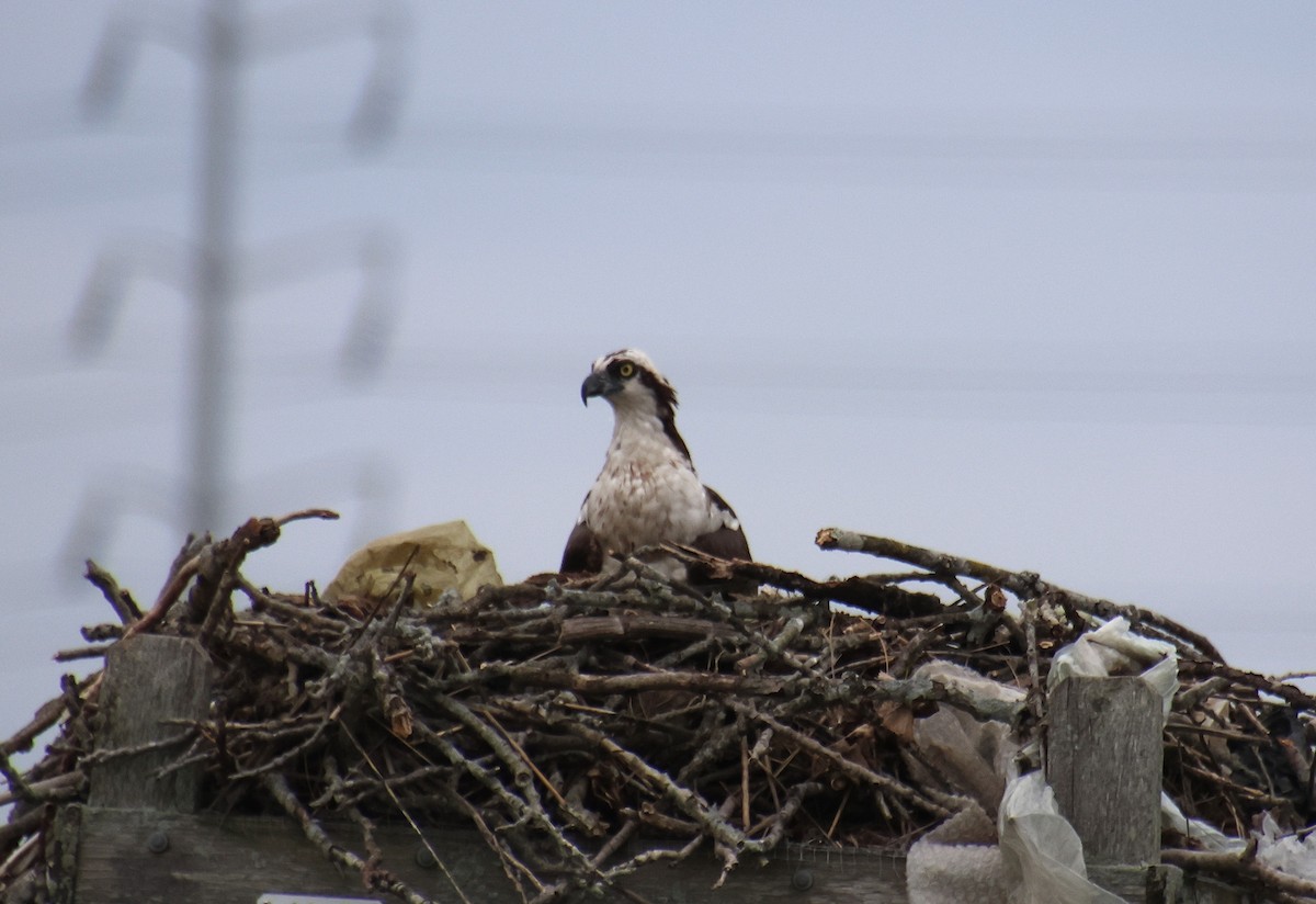 Osprey - ML637765896