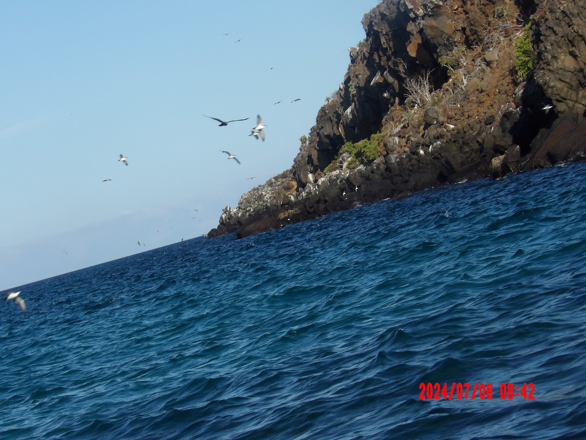 Galapagos Shearwater - ML637765899
