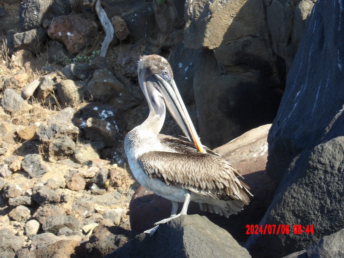 Brown Pelican - ML637765905
