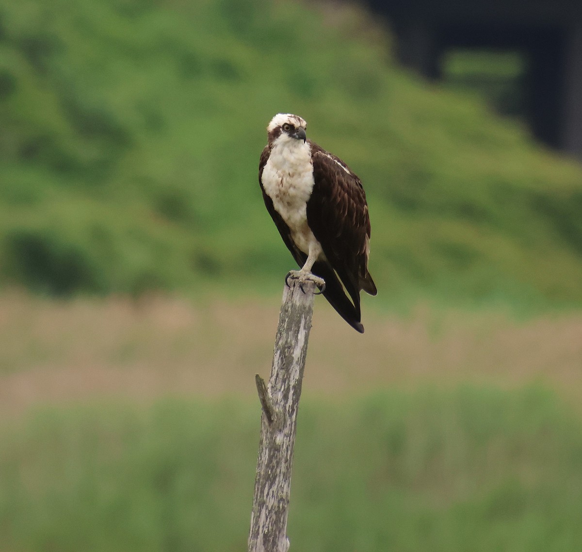 Osprey - ML637765912