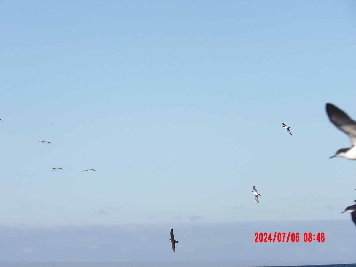 Galapagos Shearwater - ML637765917