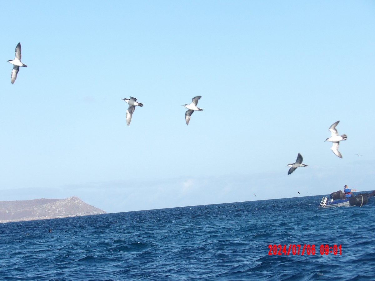 Galapagos Shearwater - ML637765928