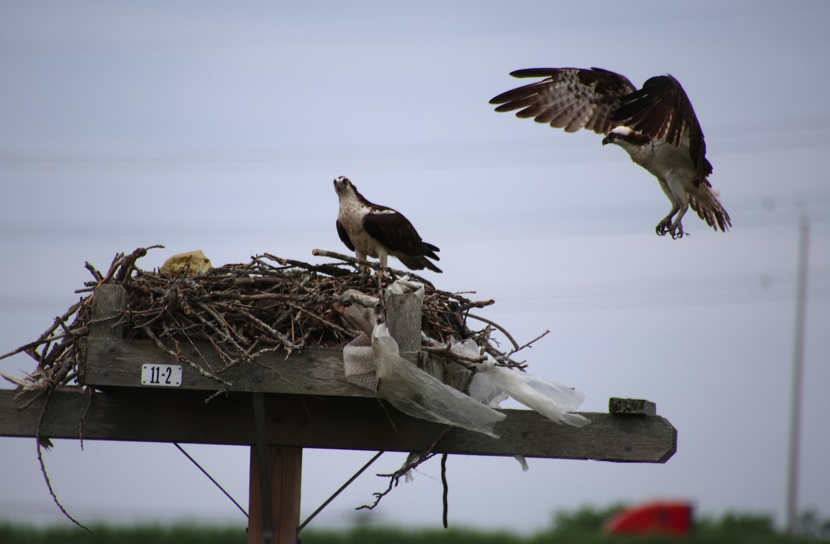 Osprey - ML637765932