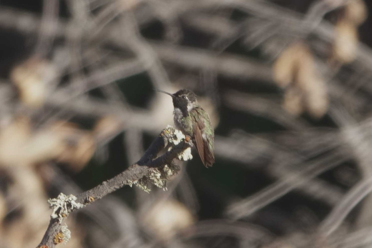 Costa's Hummingbird - ML637765940