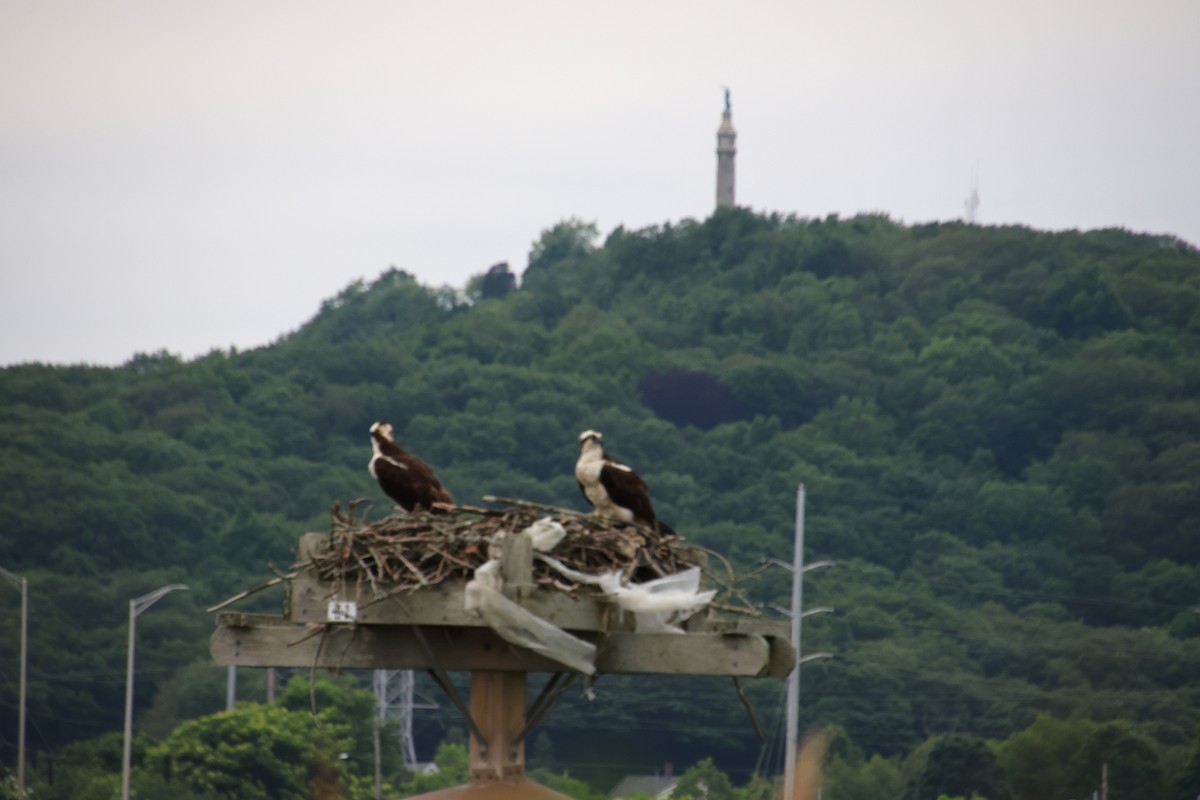 Osprey - ML637765952