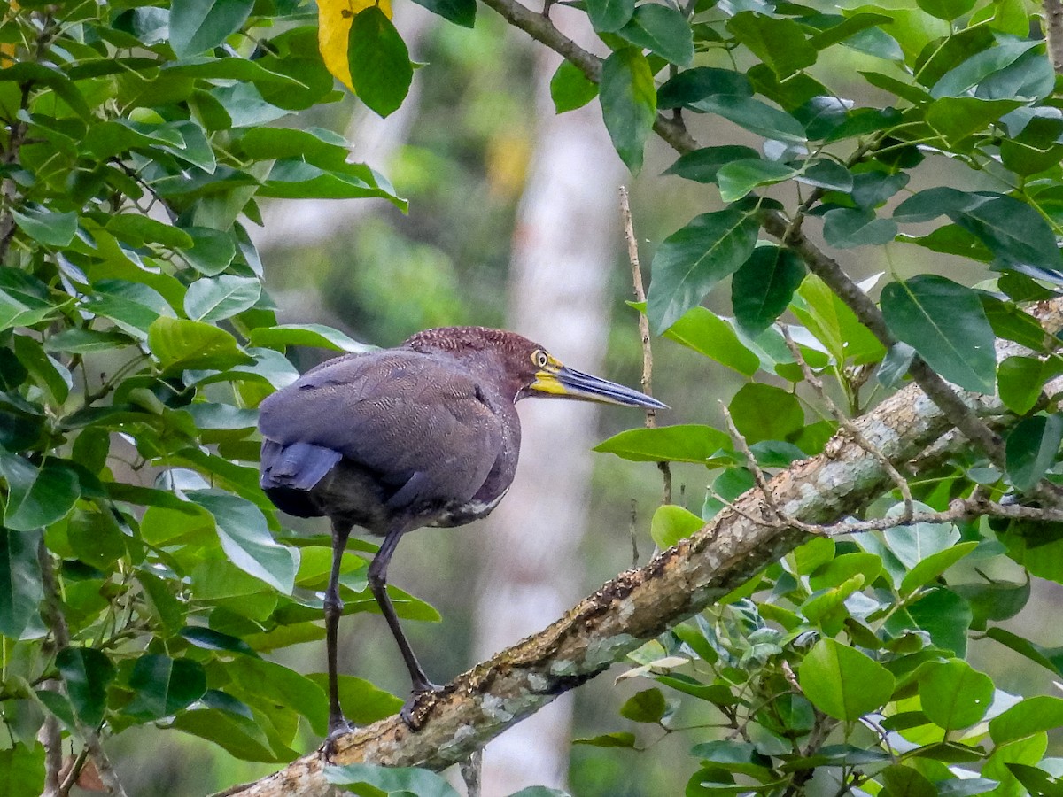 Rufescent Tiger-Heron - ML637765982