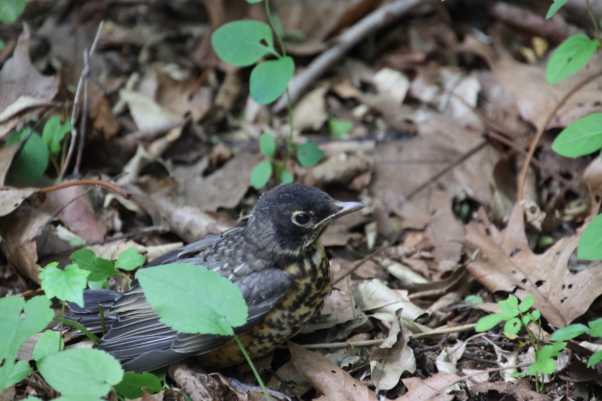 American Robin - ML637765990