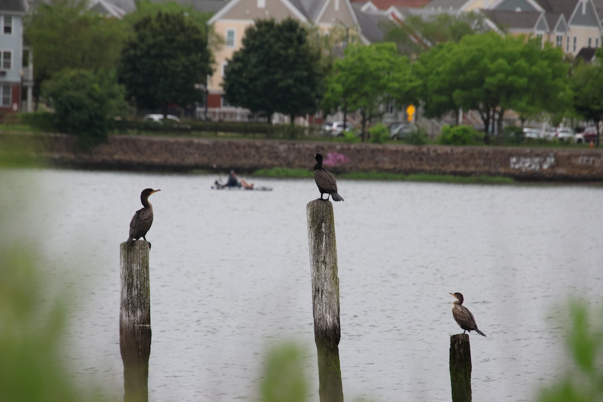 Double-crested Cormorant - ML637766015