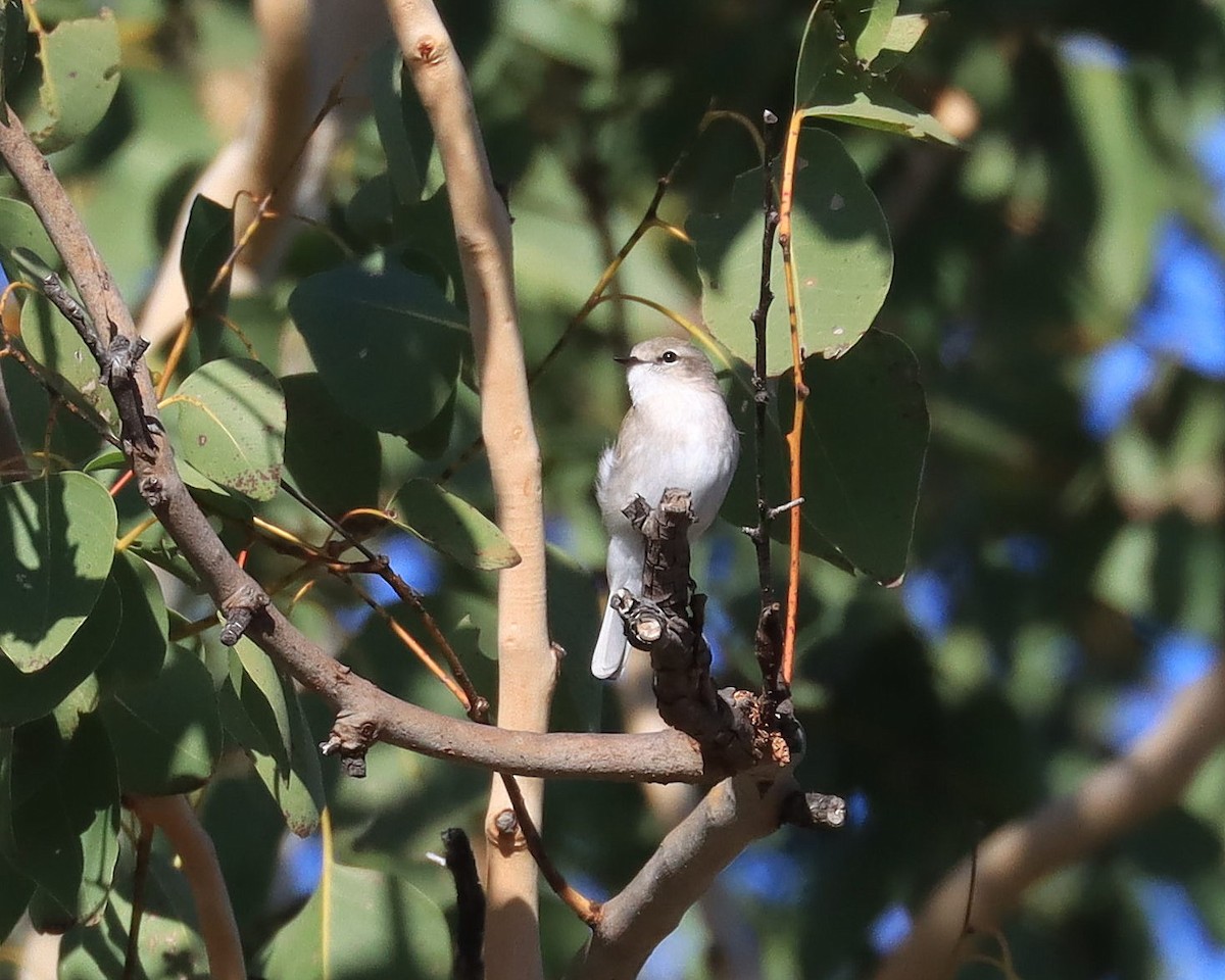 Jacky-winter - ML637766050