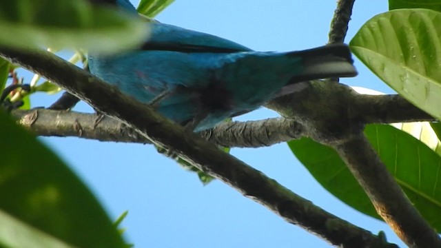 Plum-throated Cotinga - ML637766075