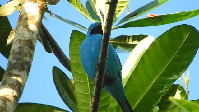 Plum-throated Cotinga - ML637766076