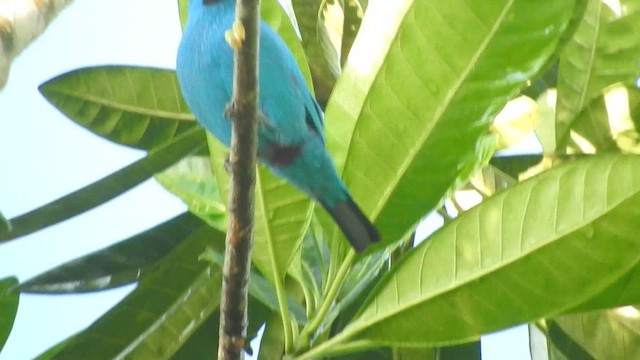 Plum-throated Cotinga - ML637766077
