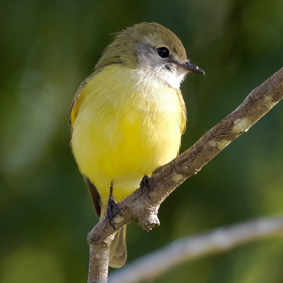 Lemon-bellied Flyrobin - ML637766085