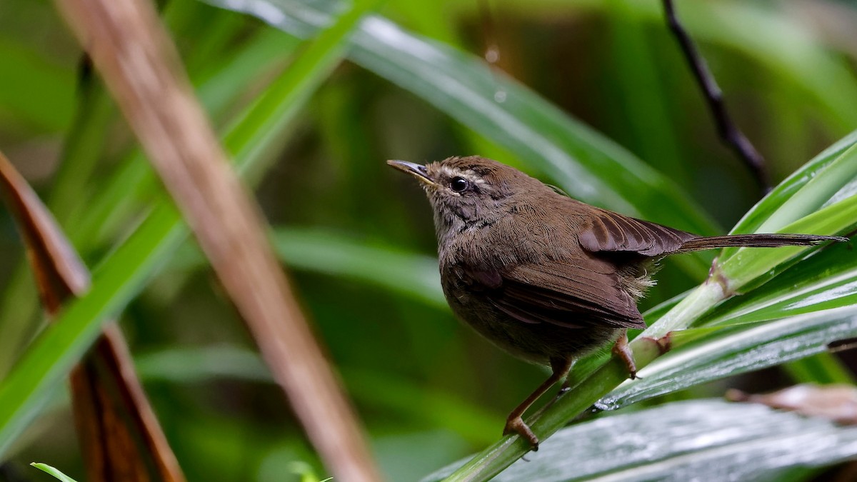 Aberrant Bush Warbler (Sunda) - ML637766168