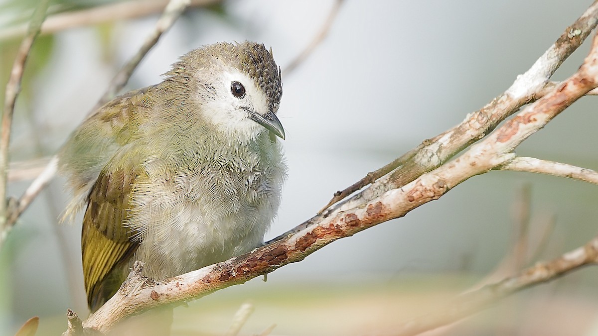 Pale-faced Bulbul - ML637766198