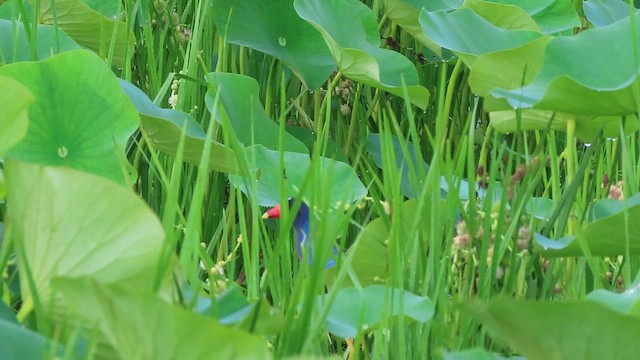 Purple Gallinule - ML637766201