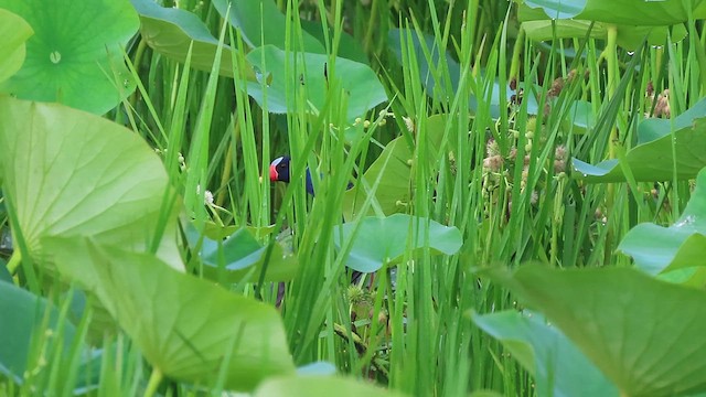 Purple Gallinule - ML637766202