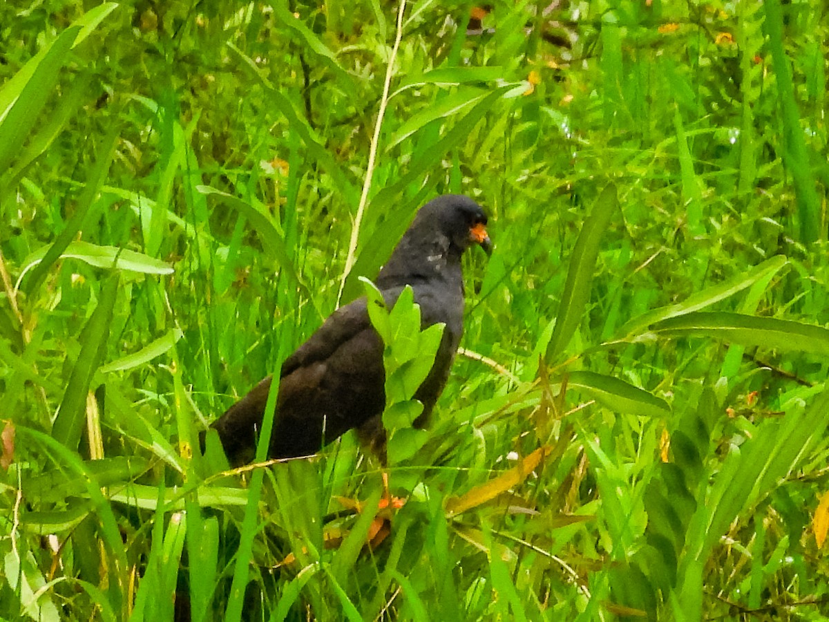 Snail Kite - ML637766203