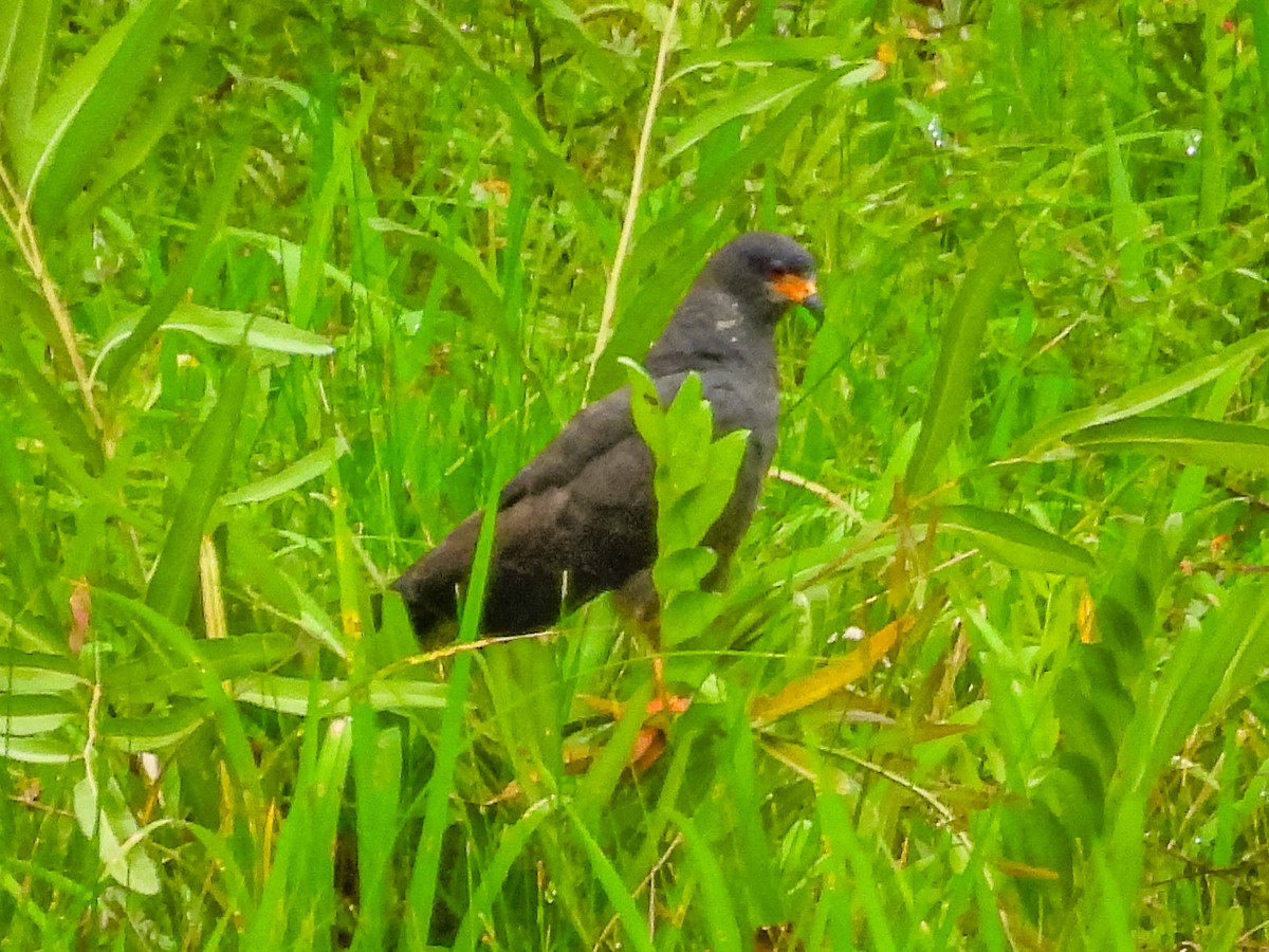 Snail Kite - ML637766204