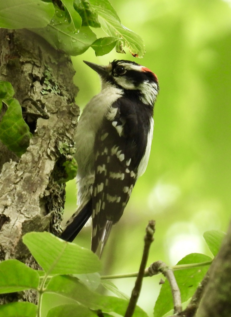 Downy Woodpecker - ML637766226