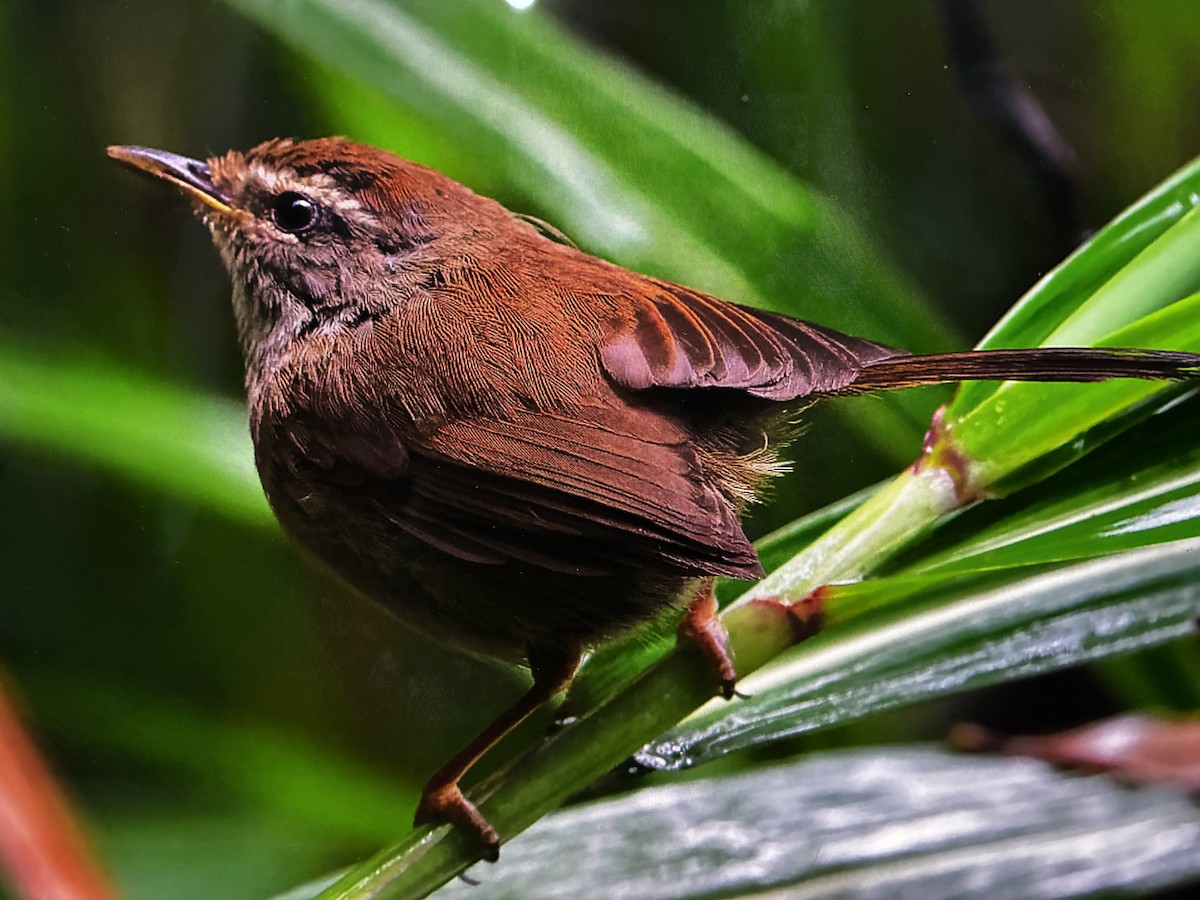Aberrant Bush Warbler (Sunda) - ML637766271