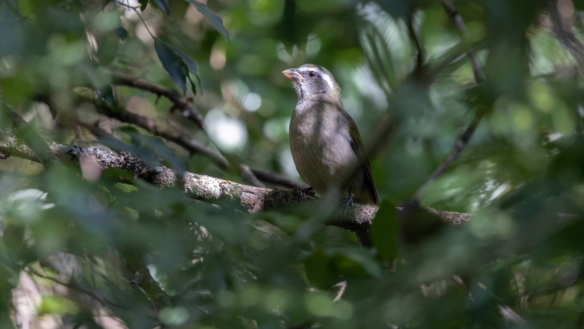 Green-winged Saltator - ML637766277
