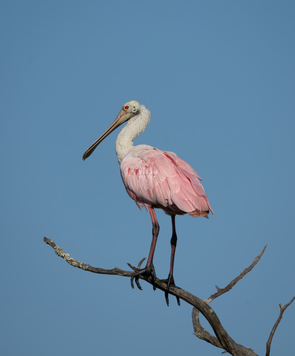 Roseate Spoonbill - ML637766296