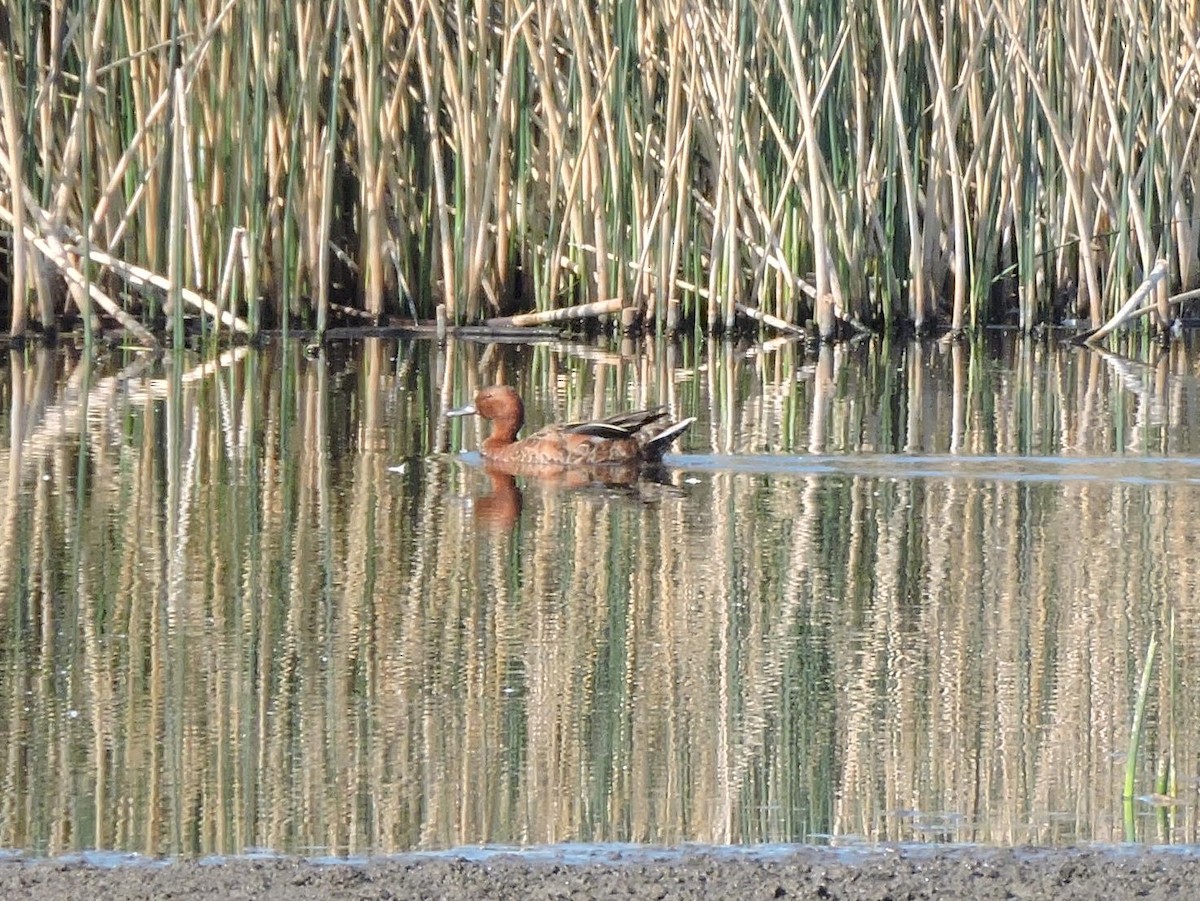 Cinnamon Teal - ML637766297