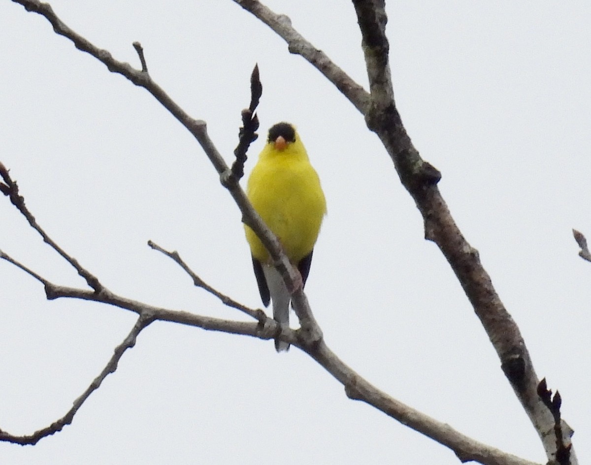 American Goldfinch - ML637766298