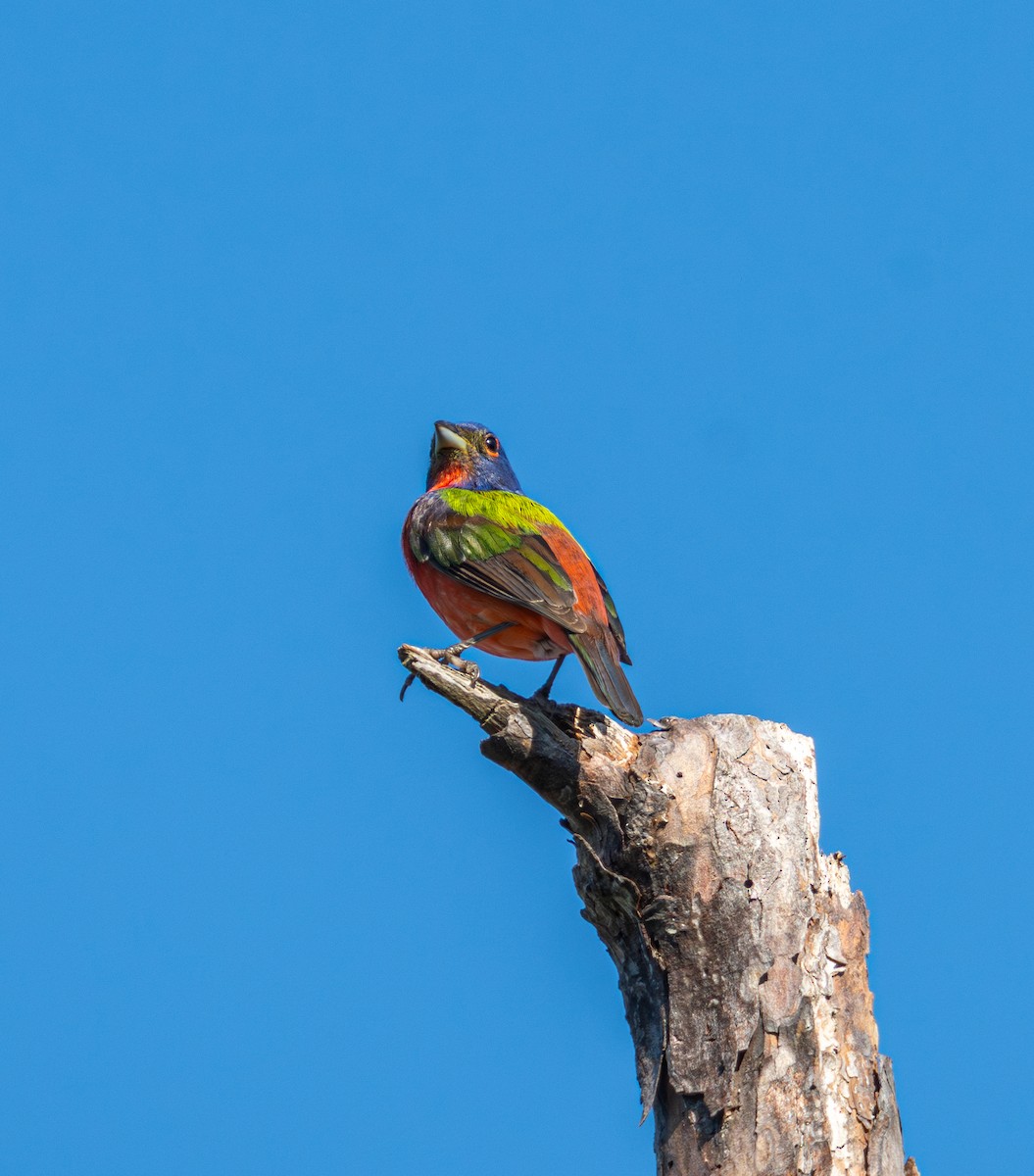 Painted Bunting - ML637766302