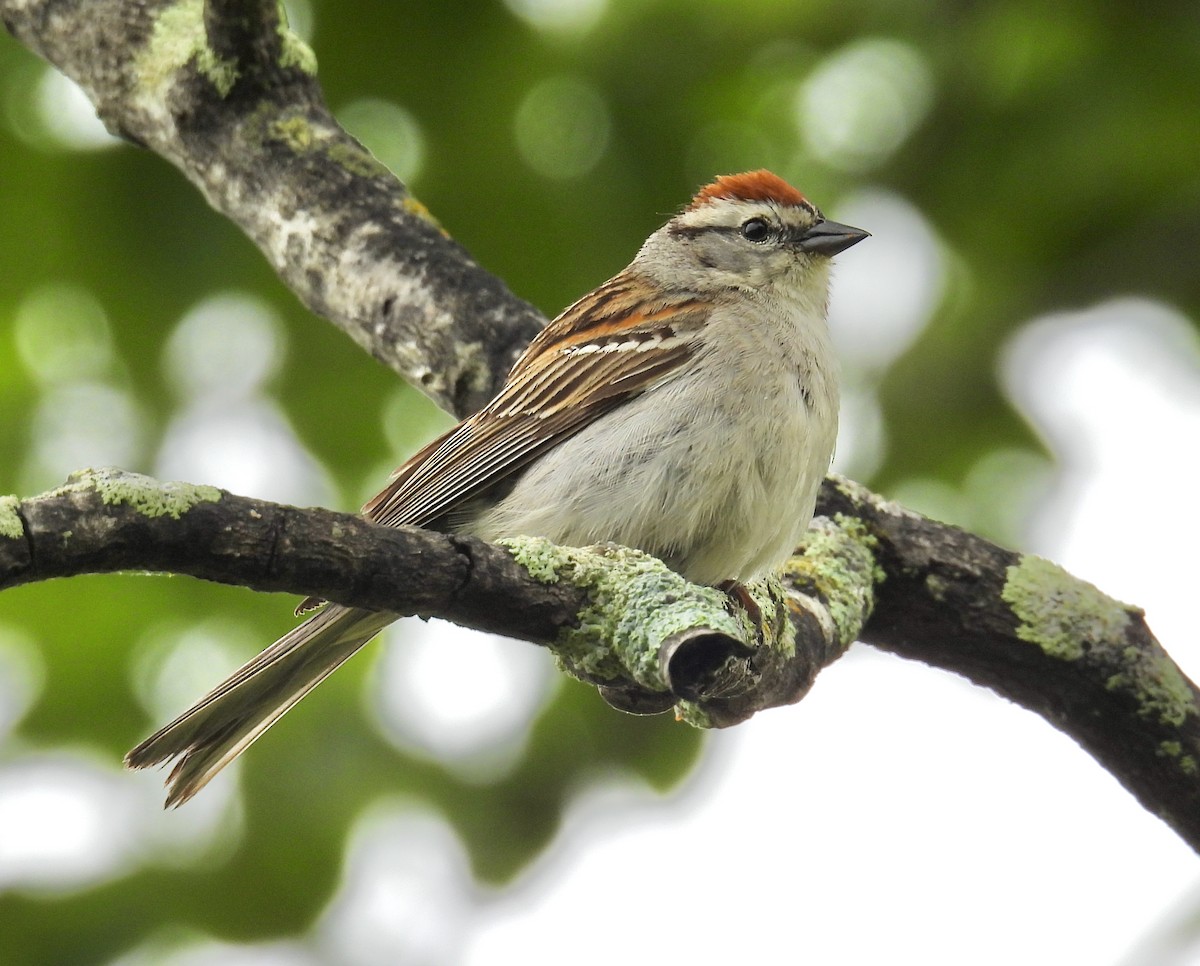 Chipping Sparrow - ML637766308