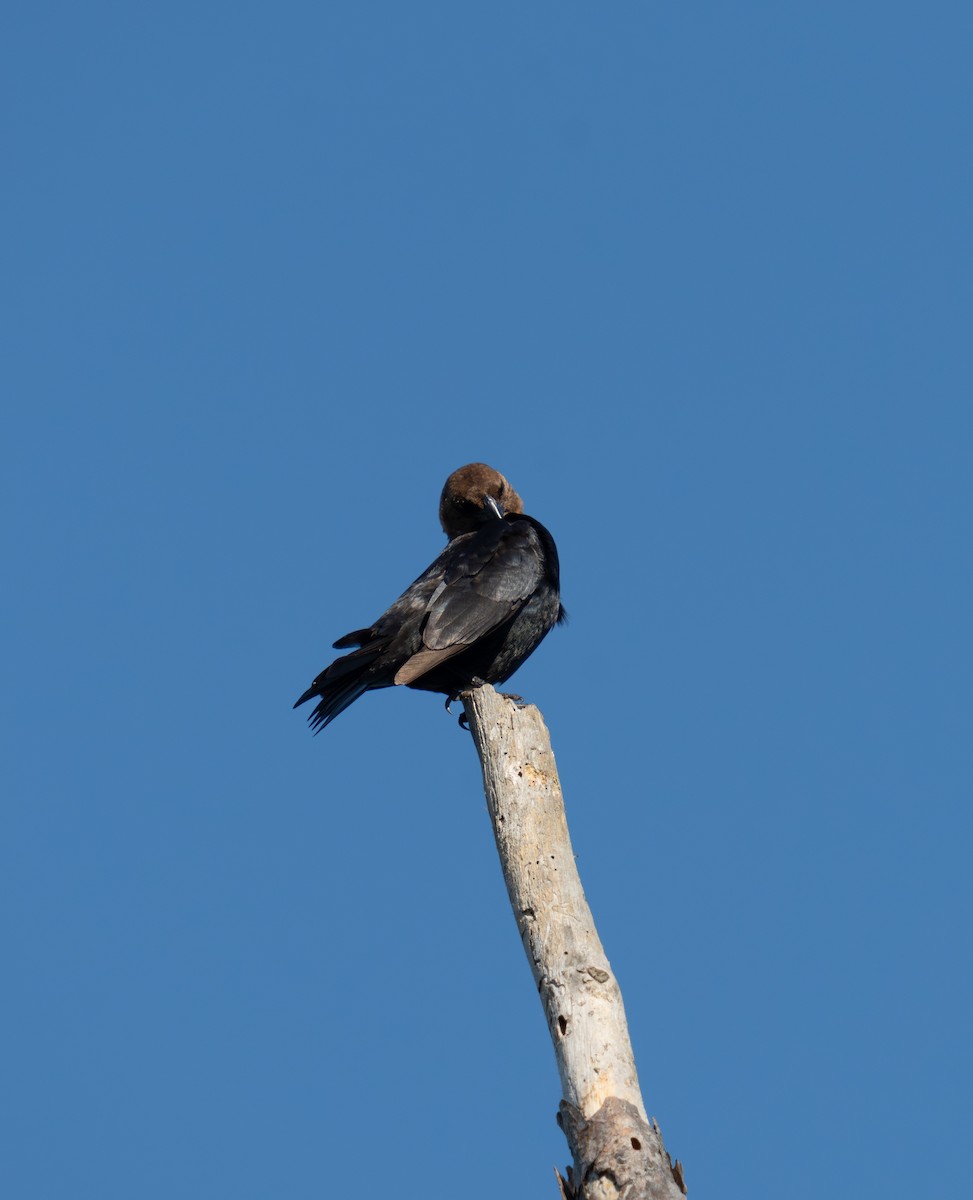 Brown-headed Cowbird - ML637766317