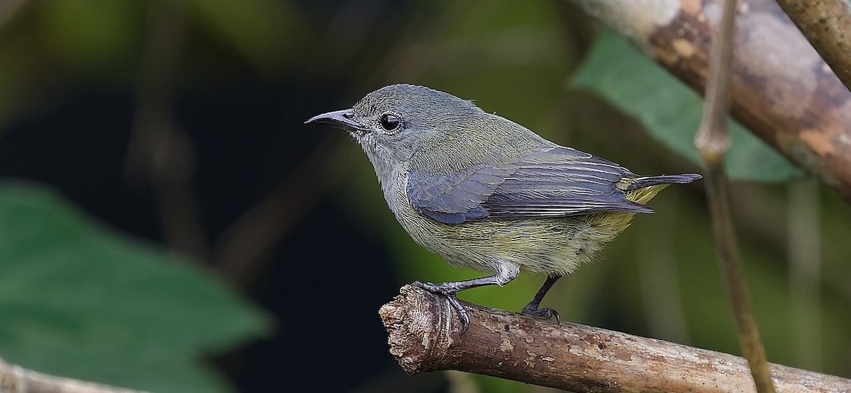 Black-sided Flowerpecker - ML637766319