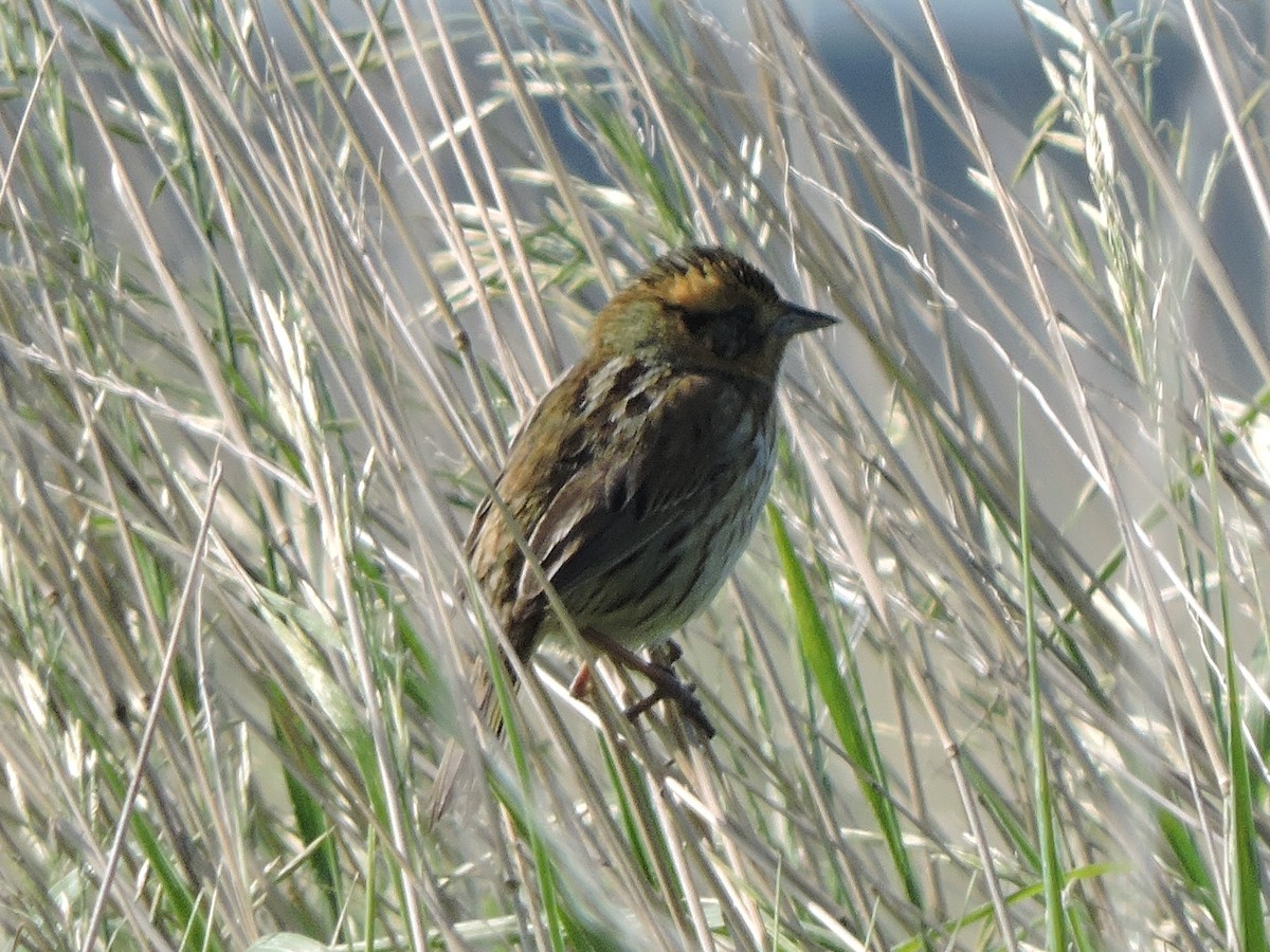 Nelson's Sparrow - ML637766337