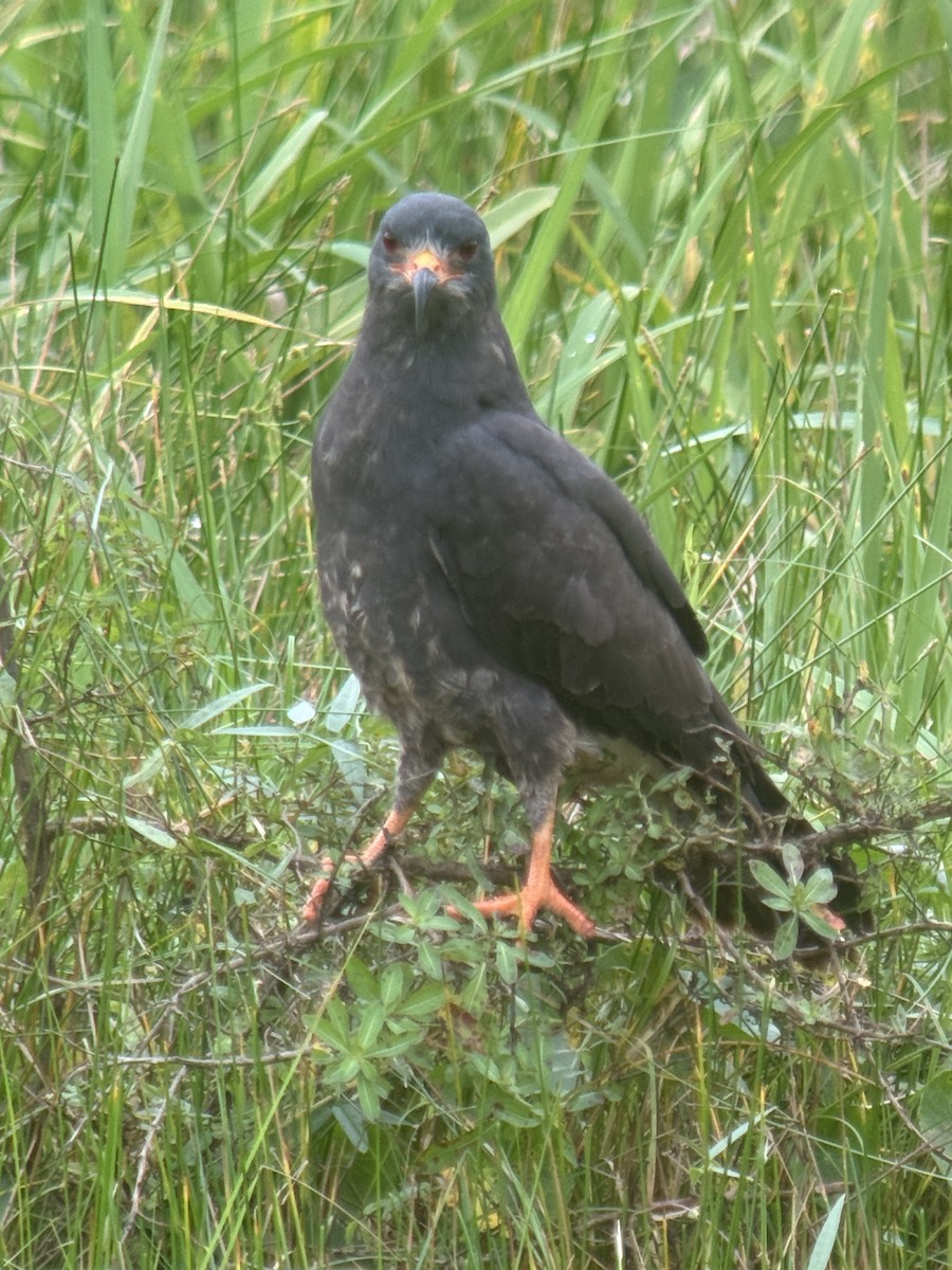Snail Kite - ML637766378